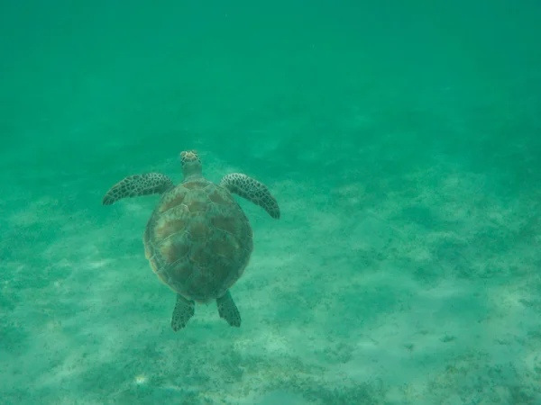 어 오고 녹색 바다 거북 — 스톡 사진