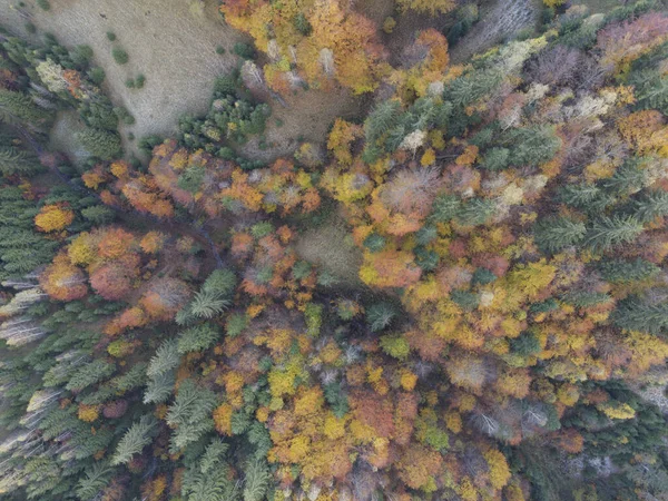 Jesienny Krajobraz Góry Pestera County Rumunia — Zdjęcie stockowe