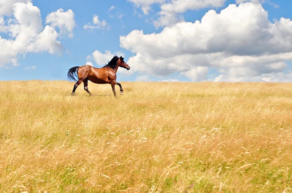 Cavallo — Foto Stock