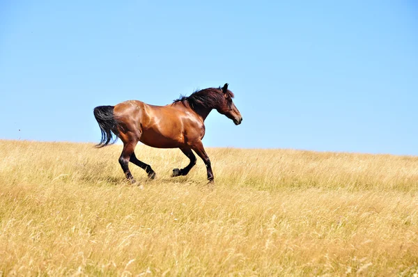 Cavallo — Foto Stock