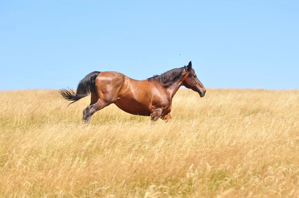 Cavallo — Foto Stock