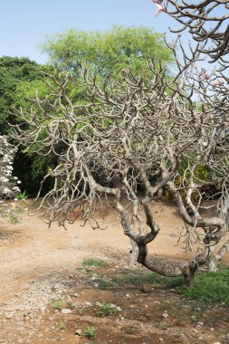 Plumeria ağaç Koko krater Botanik Bahçesi içinde Oahu üzerinde
