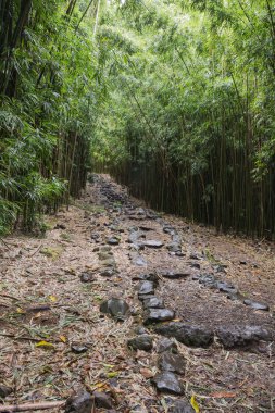 Bambu ormanı ile Pipiwai iz