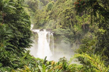 Bir takas, Akaka Şelalesi'nde ormandaki üzerinden seyir