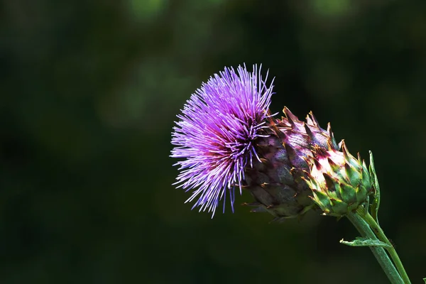 Close Artichoke Flower Taken Medicinal Herb Garden Haller Gate Nuremberg — Stock Photo, Image