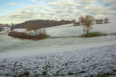 Bald trees on snowy hills in Voeren