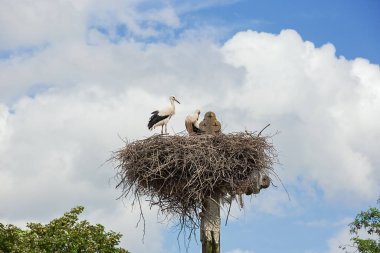 Mekke yakınlarındaki Muizen mezarlığında İsa 'nın haçı üzerindeki yuvalarından çevrelerini izleyen iki leylek.