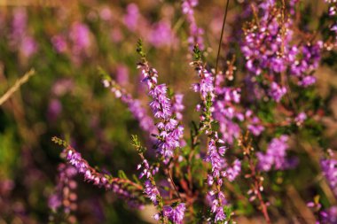 Luneburger Heide 'da çiçek açan bir funda patlaması