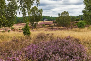Luneburger Heide 'da çiçek açan bir funda patlaması