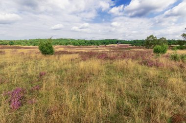 Luneburger Heide 'da çiçek açan bir funda patlaması