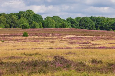 Luneburger Heide 'de çiçeklerle dolu bir tepe.