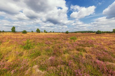 Luneburger Heide 'de çiçek açan bir funda
