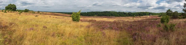 Luneburger Heide Çiçek Açan Bir Funda Patlaması — Stok fotoğraf