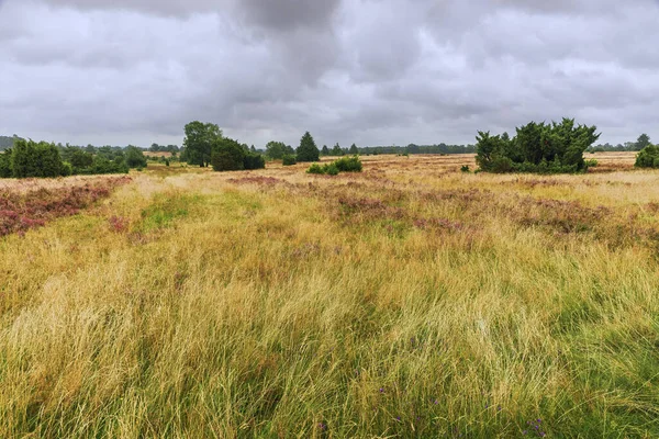 Går Sluttningarna Wilseder Mountain Nära Undeloh Vid Luneburger Heide — Stockfoto