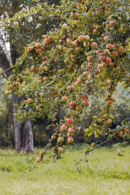 Ağaçtan sarkan kırmızı elmalı bir dal. En büyük kümeye seçici odak.
