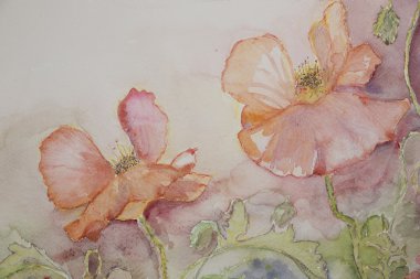 Pembe ve turuncu haşhaş.