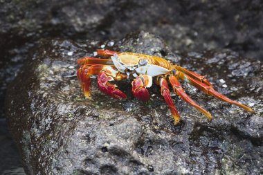 Karanlık bir taş üzerinde oturan Sally Lightfoot Yengeç.