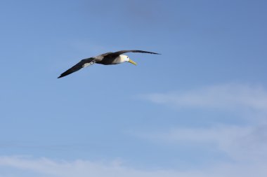 Albatros halka ile uçan