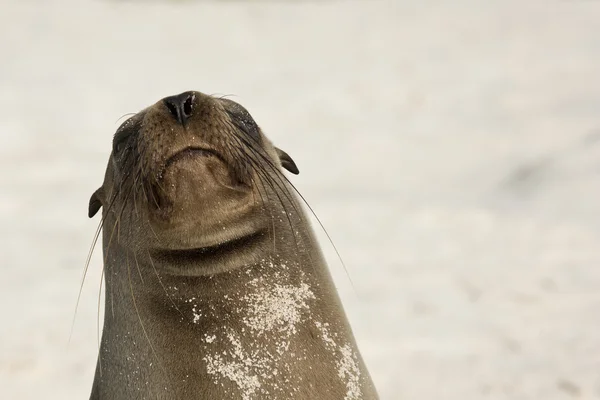 Leone marino sulla spiaggia guardando nella fotocamera . — Foto Stock