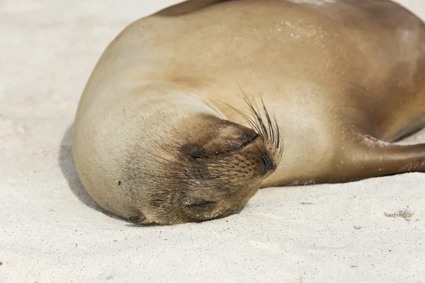 Cucciolo di leone marino dormire a testa in giù sulla spiaggia . — Foto Stock