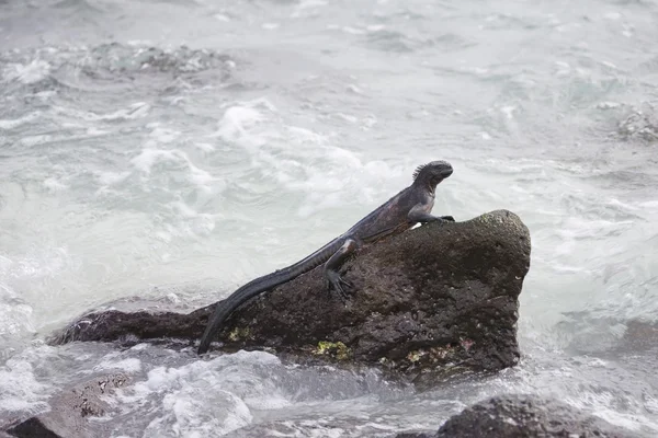 Deniz iguana bir kayaya dinlenme. — Stok fotoğraf