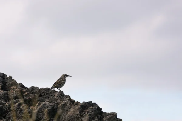 Hood mockingbird rusten op een rots. — Stockfoto