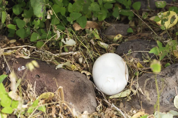 Albatross ägg i ett bo som grova — Stockfoto