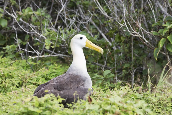 Albatros ondulés marchant à travers des arbustes bas . — Photo