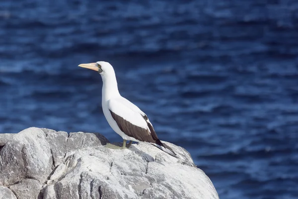 Nazca booby si affaccia sull'oceano . — Foto Stock