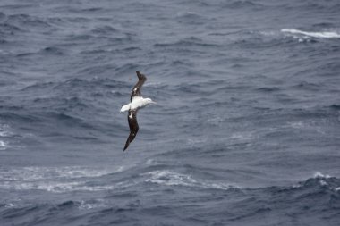 Güney Atlas Okyanusu üzerinden kayma Albatros