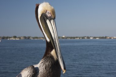 St Petersburg iskelede oturup kahverengi Pelikan
