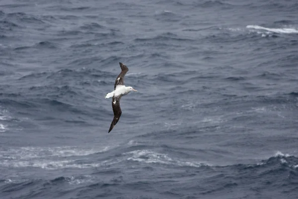 Albatrosse gleiten über den Südatlantik — Stockfoto