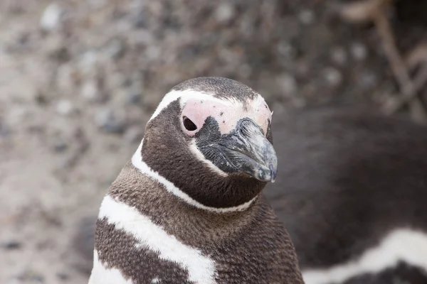 Pinguino magellanico in posa — Foto Stock