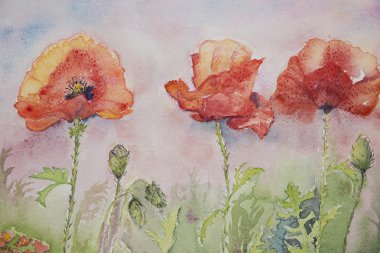 Gras yılında üç haşhaş