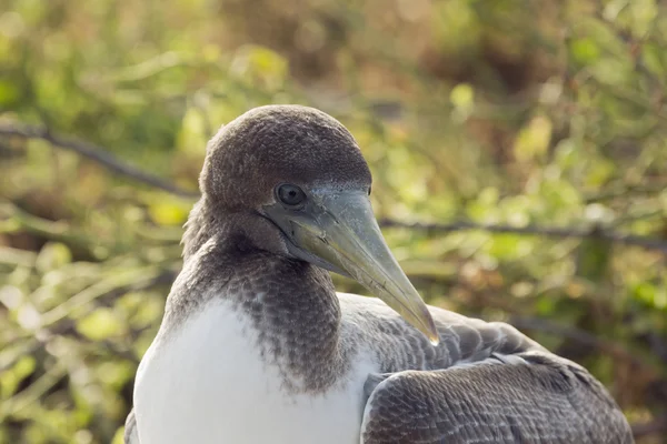 Primer plano de la cabeza de un nazca booby . — Foto de Stock