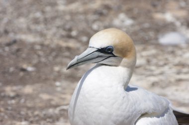 Gannet resim için poz
