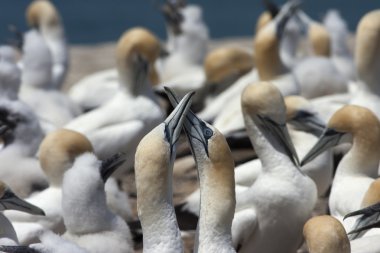 İki gannets onların burnu geçerken