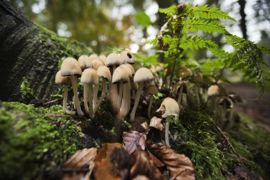Sulphur tuft seen from the forest floor clipart