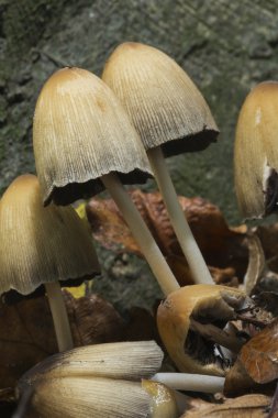 Kükürt tutam çürüme