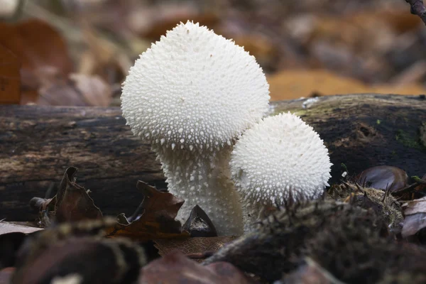 Puffball común en la madera —  Fotos de Stock