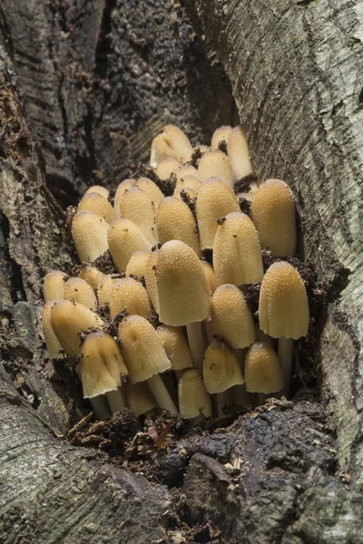 Mechón de azufre en un tronco de árbol —  Fotos de Stock