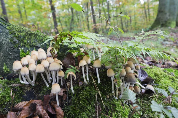 Svavel tofs på skogsmarken — Stockfoto