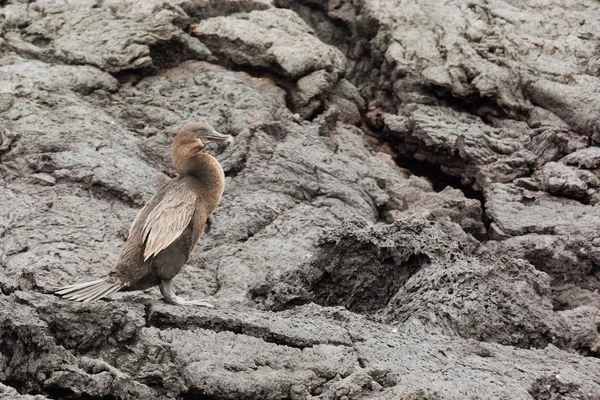 Cormoran sans vol contre un mur de dépôts de lave . — Photo