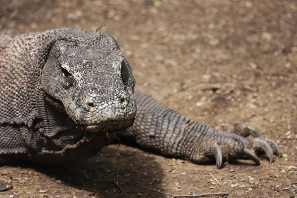 Komodo dragon procházení do obrázku — Stock fotografie