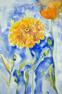 Marigold on a blue background.