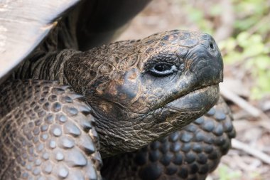 Close-up of the head of a Galapagos tortoise.