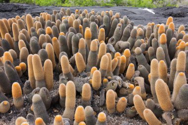 Lava cactus invading a lava field. clipart