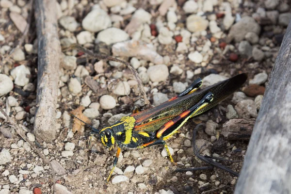 Painted locust sitting on some small pebbles.