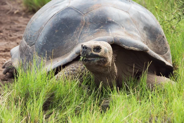 Close-up of a Galapagos tortoise. — ストック写真