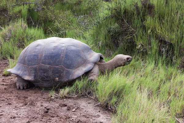 Galapagos tortoise with scratched shell eating grass. — ストック写真